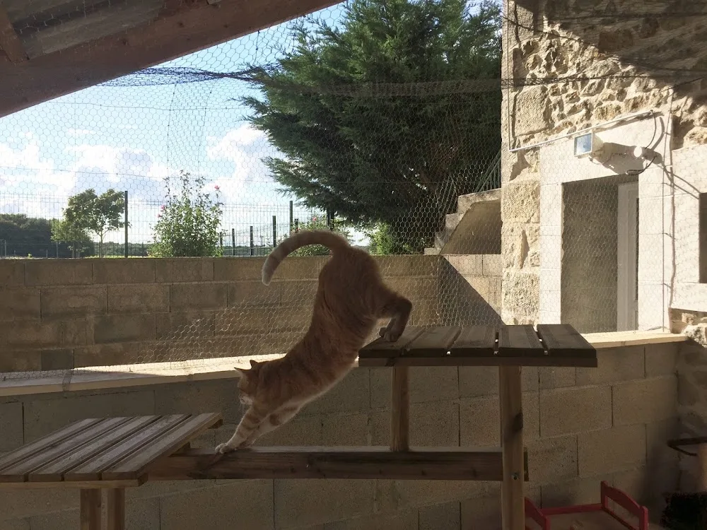 Pension Chat CAT A PAT - Archigny pet otel görseli 2