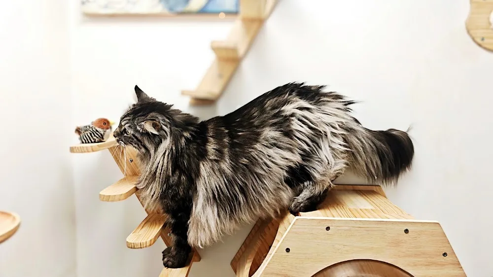 Pension de la Messardière & Royal Kitty Nanny | Chien & Chat - Archigny pet otel görseli 3