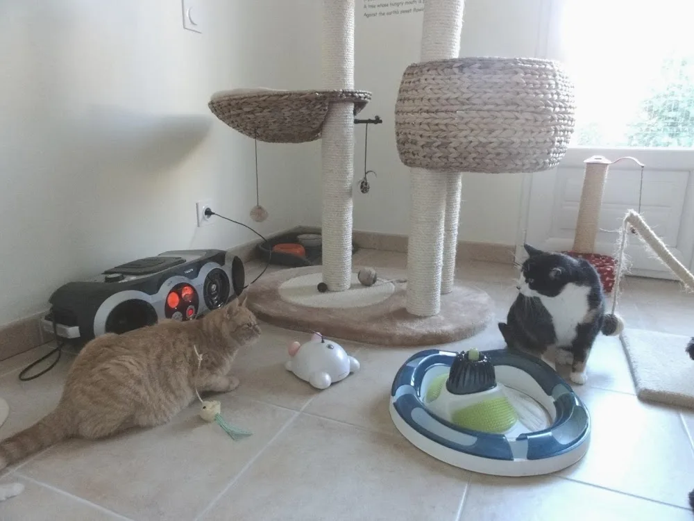 Pension des Chats Pertuis - Archigny pet otel görseli 3