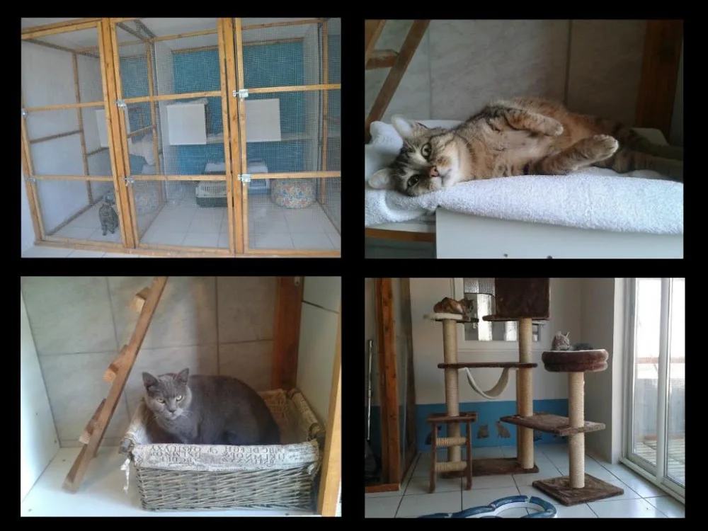 Pension Des Filloux - Archigny pet otel