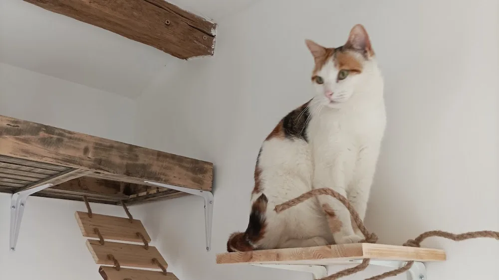 Pension pour Chats eKa-iKo - Archigny pet otel görseli 6