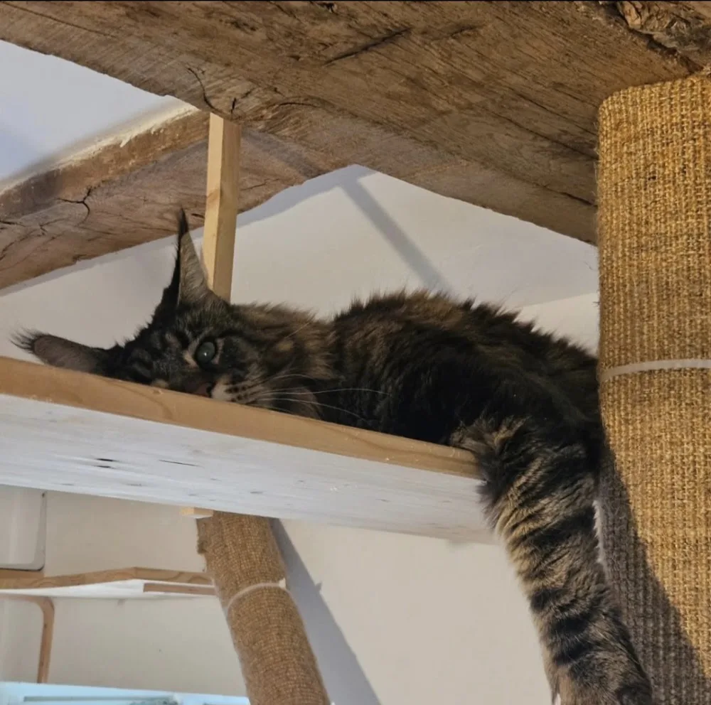 Pension pour Chats eKa-iKo - Archigny pet otel görseli 7