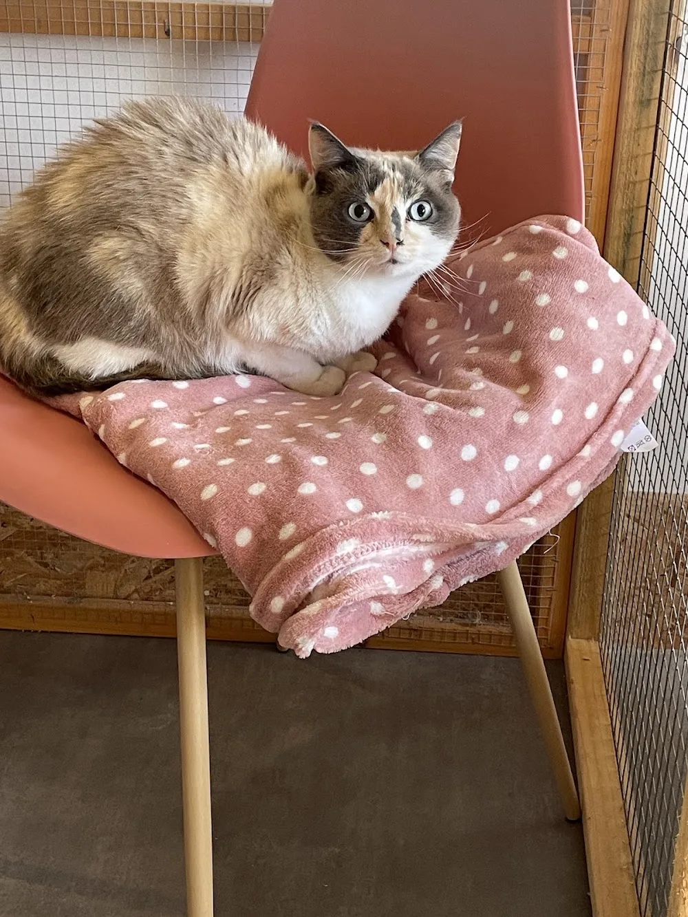 Pension pour Chats et Chiens - Archigny pet otel