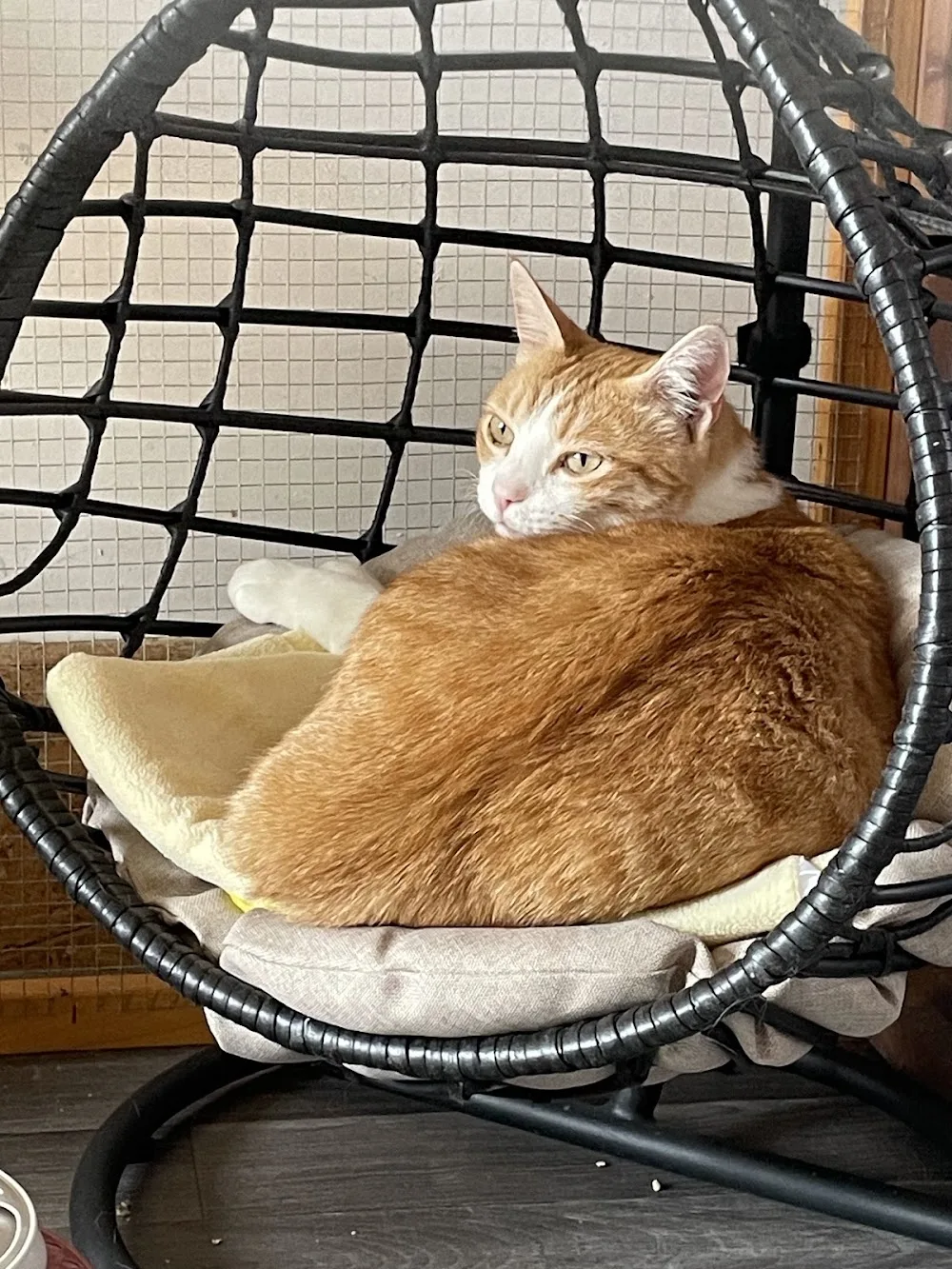Pension pour Chats et Chiens - Archigny pet otel görseli 7