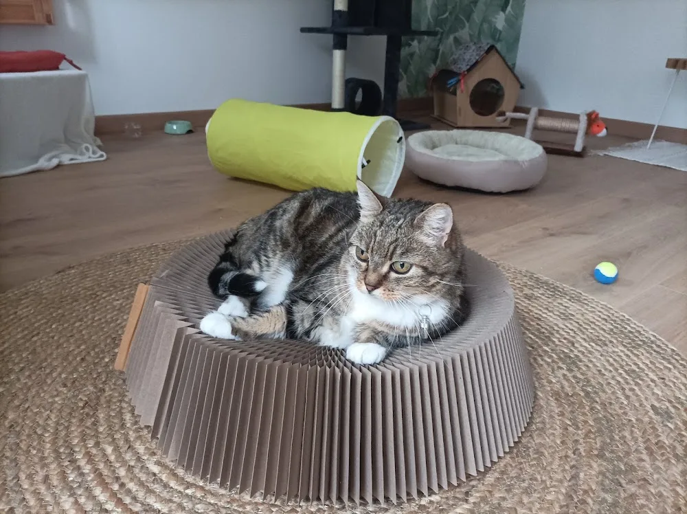 Pension pour chats - La cabane des animaux - Archigny pet otel