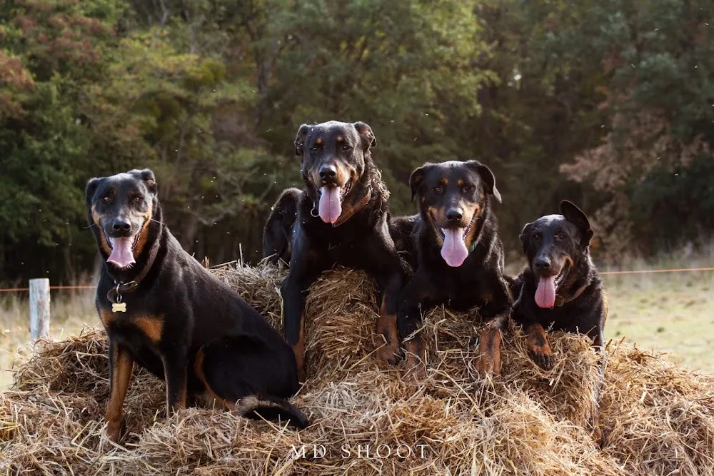 Pôle canin Au Bonheur des Petites Maisons - Archigny pet otel görseli 2
