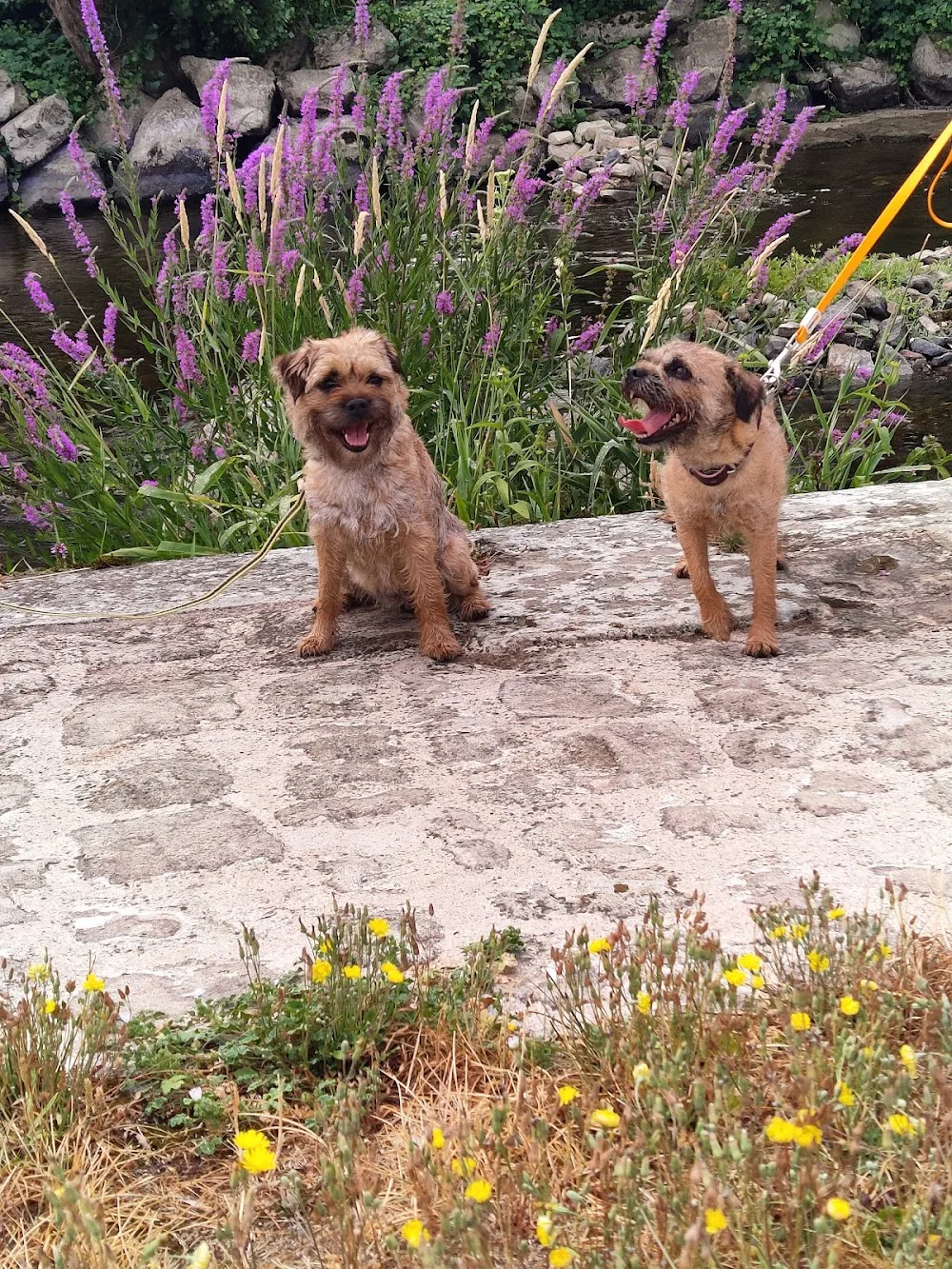 Pôle canin Au Bonheur des Petites Maisons - Archigny pet otel görseli 3