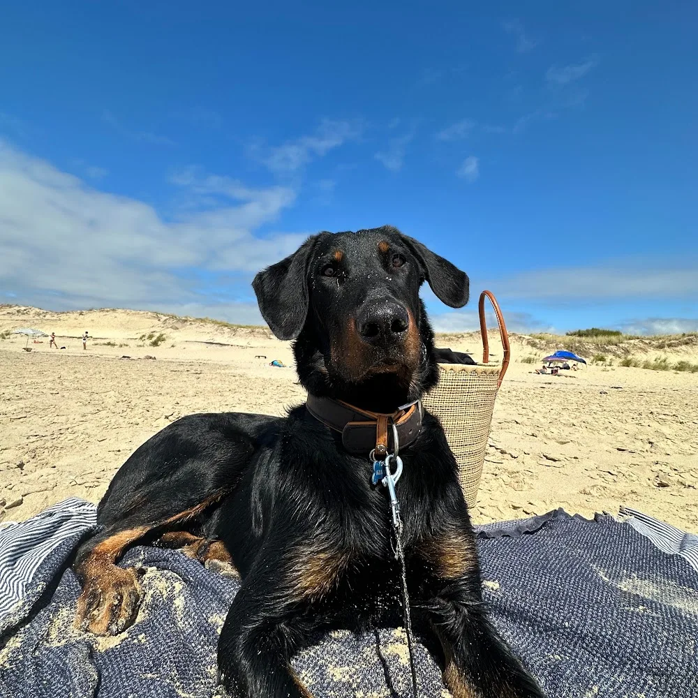 Pôle canin Au Bonheur des Petites Maisons - Archigny pet otel görseli 4