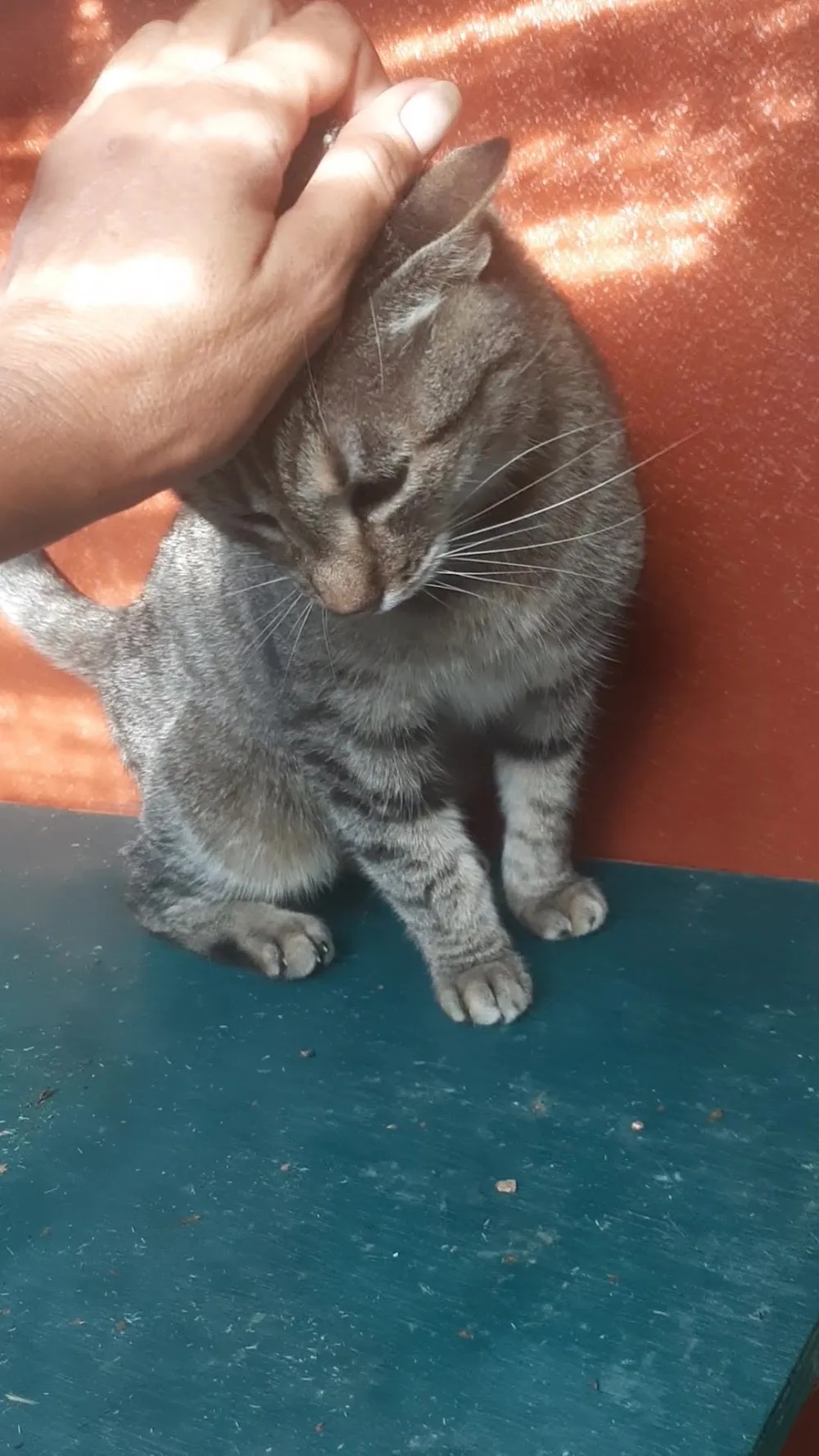 Toutouminou 86 - Archigny pet otel görseli 3