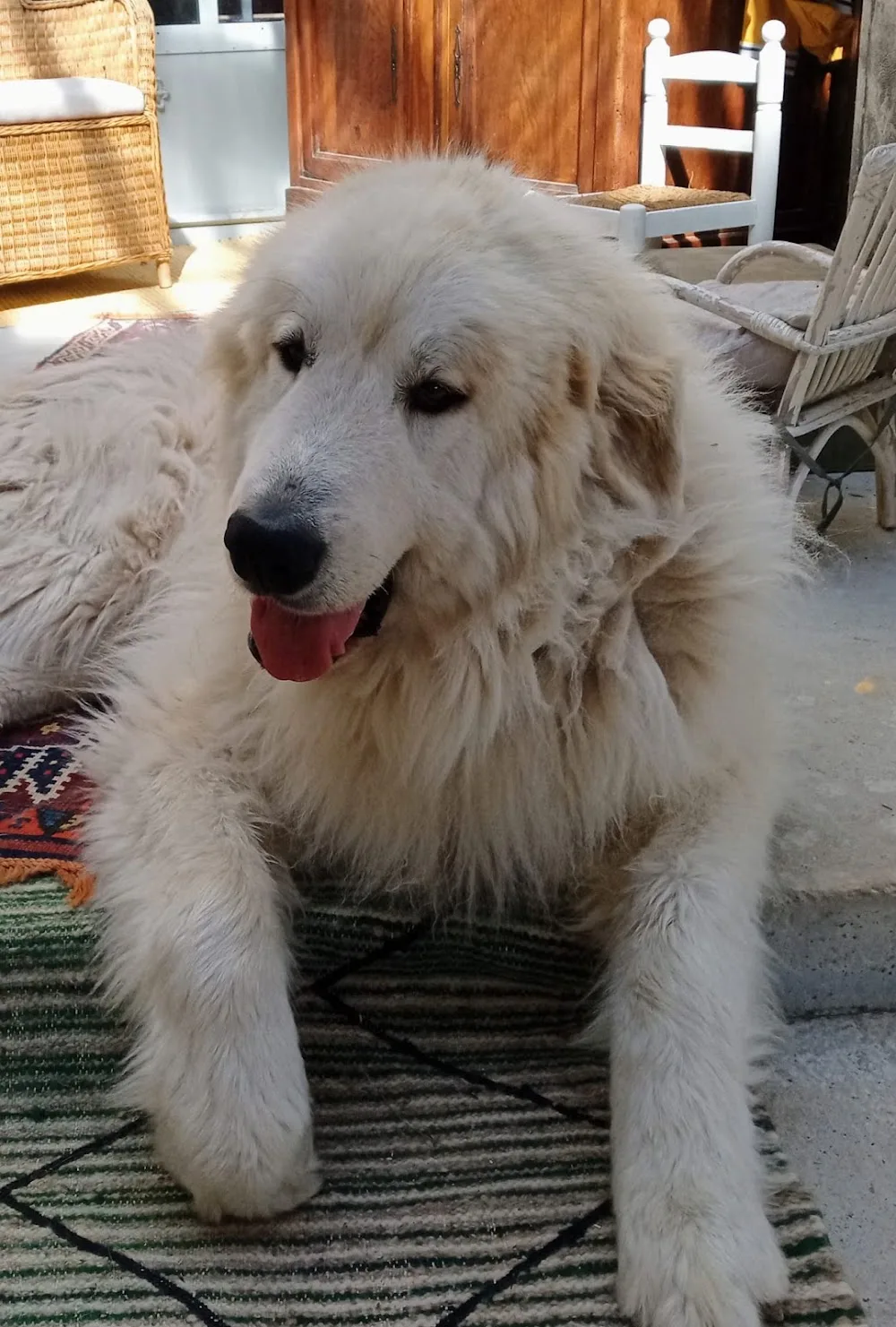 Colo'Canine de la Chênairée - Ardèche pet otel