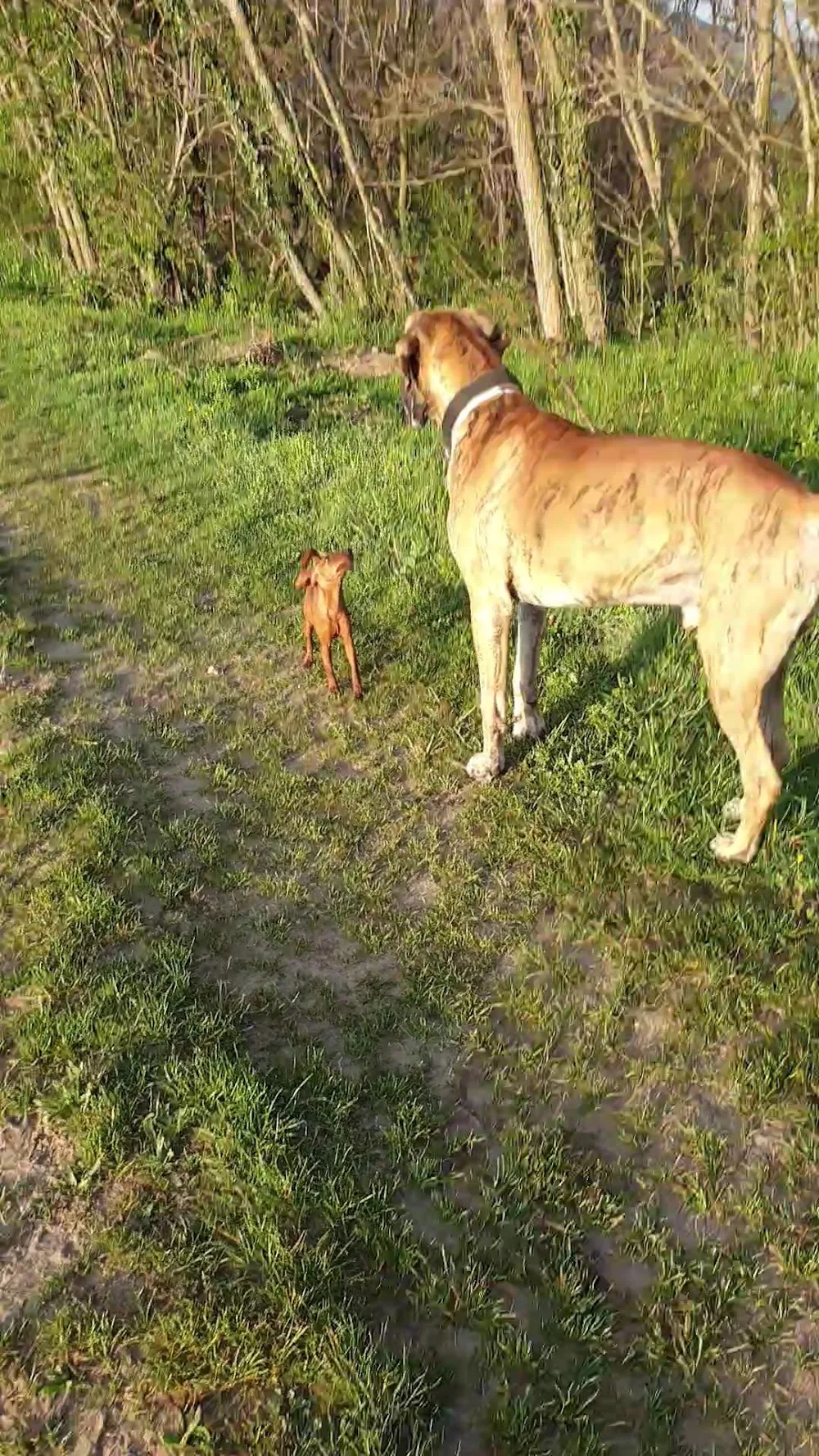 Colo'Canine de la Chênairée - Ardèche pet otel görseli 3