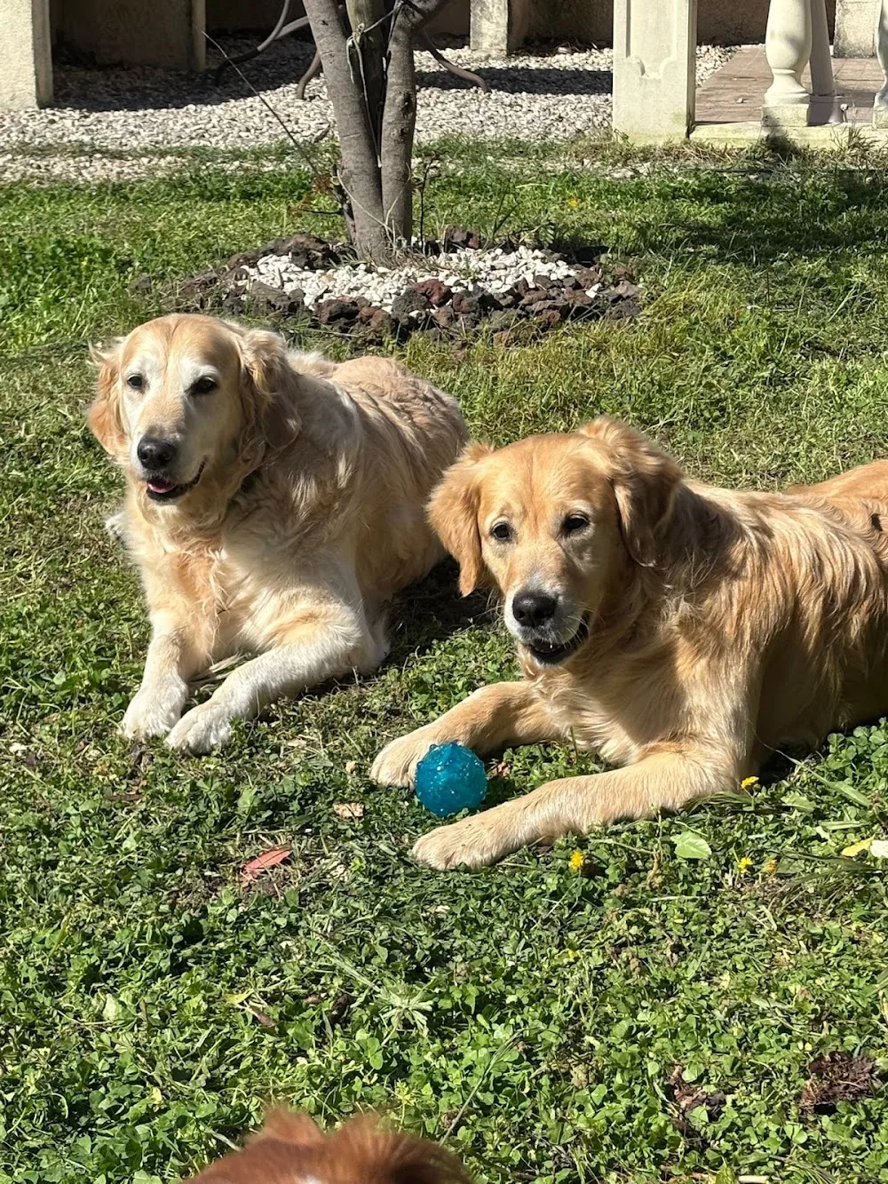 Donne la patte - Pension canine - Ardèche pet otel