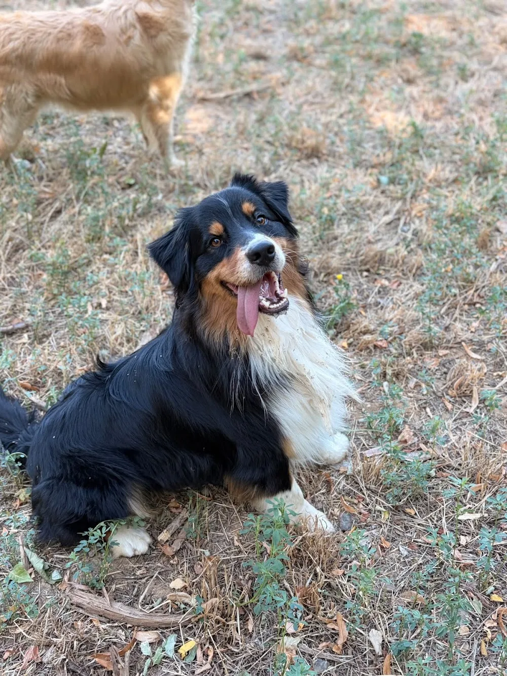 Donne la patte - Pension canine - Ardèche pet otel görseli 3