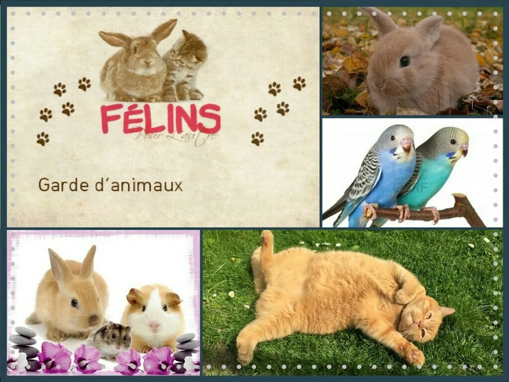 Félins pour l'autre - Ardèche pet otel