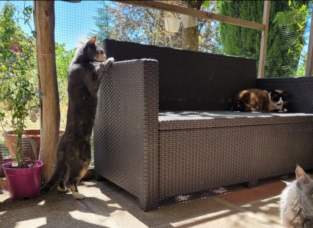 FELIS GARDEN pension féline - Ardèche pet otel görseli 3
