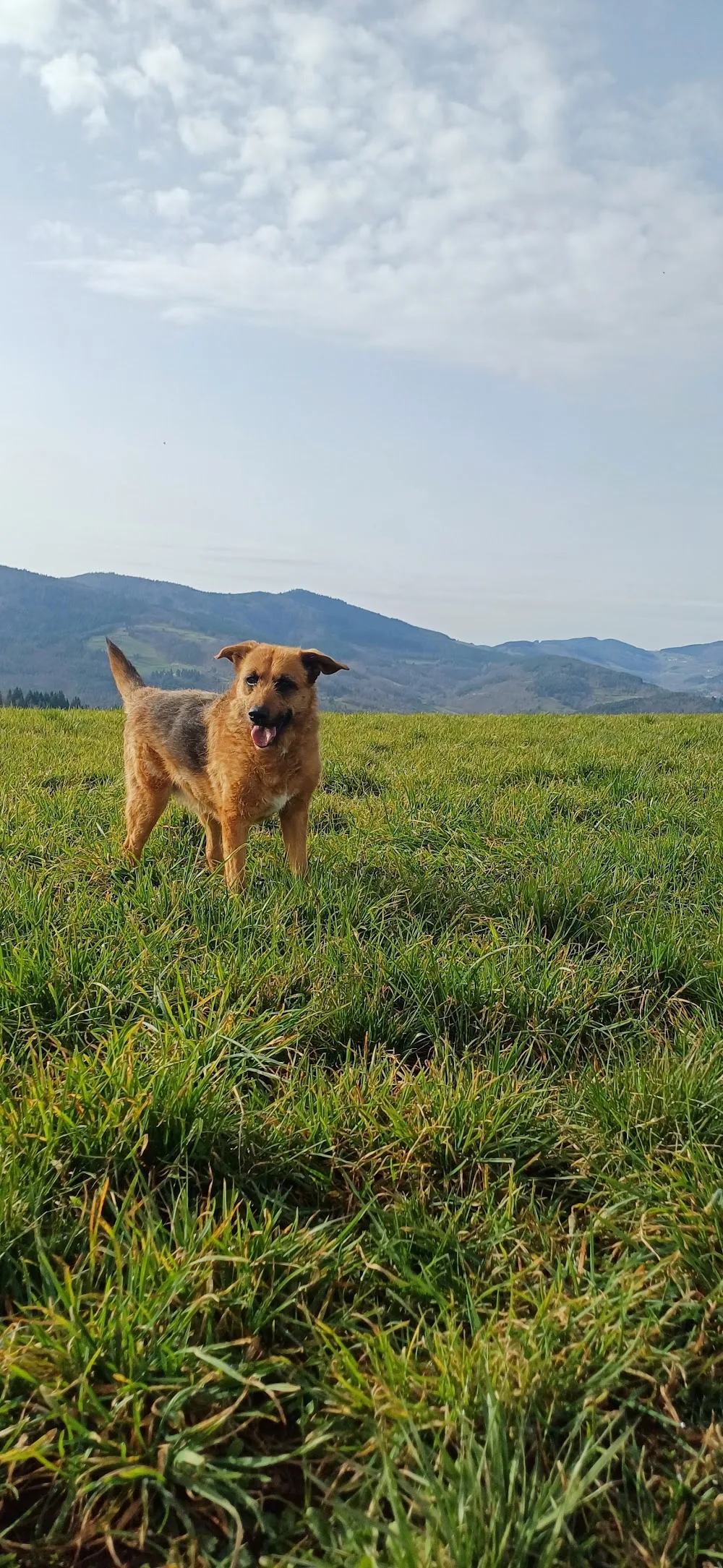 Garde à Woofs - Garde à Mious - Pension canine et féline Nord Ardèche - Ardèche pet otel görseli 2