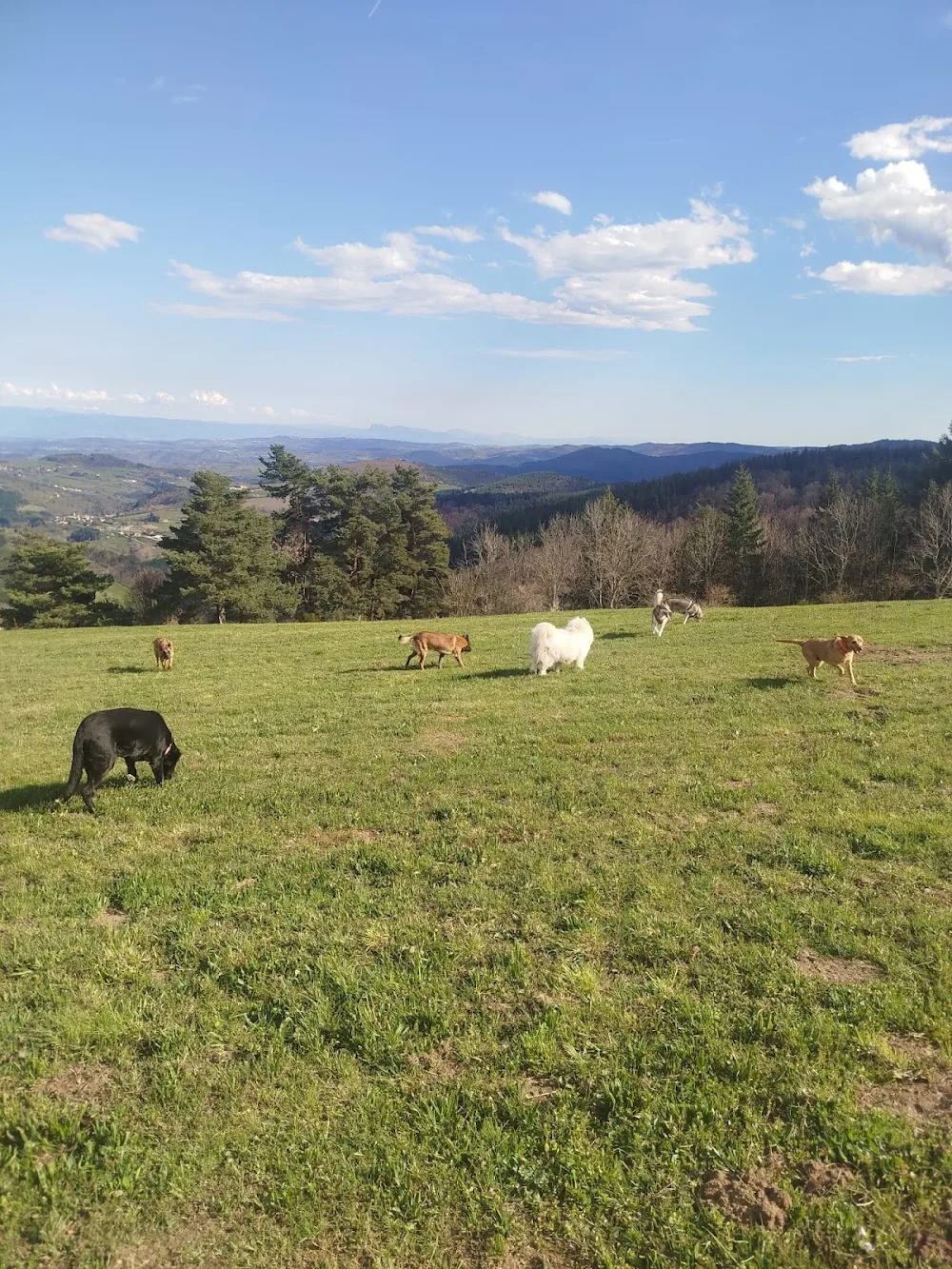 Garde à Woofs - Garde à Mious - Pension canine et féline Nord Ardèche - Ardèche pet otel görseli 3