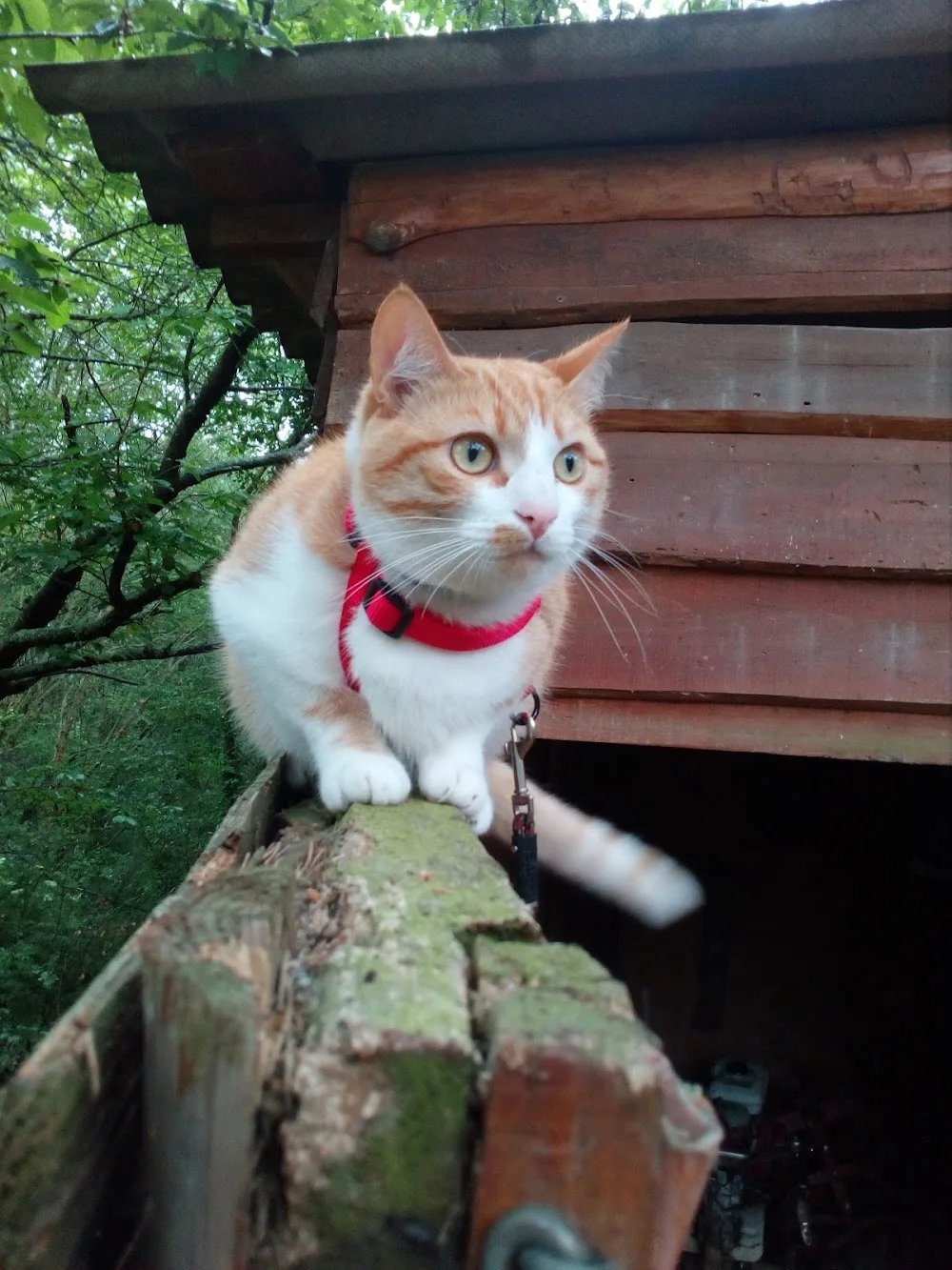 Hotel Ardech'Chats pension pour chats - Ardèche pet otel görseli 2
