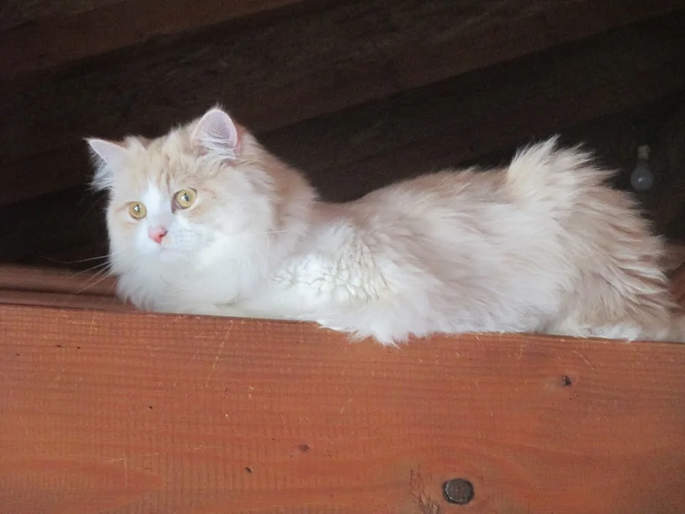 Hotel Ardech'Chats pension pour chats - Ardèche pet otel görseli 3