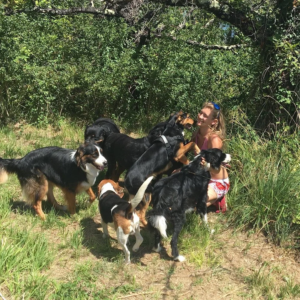 Jecksaw and Co. Garde de chiens - Ardèche pet otel görseli 2