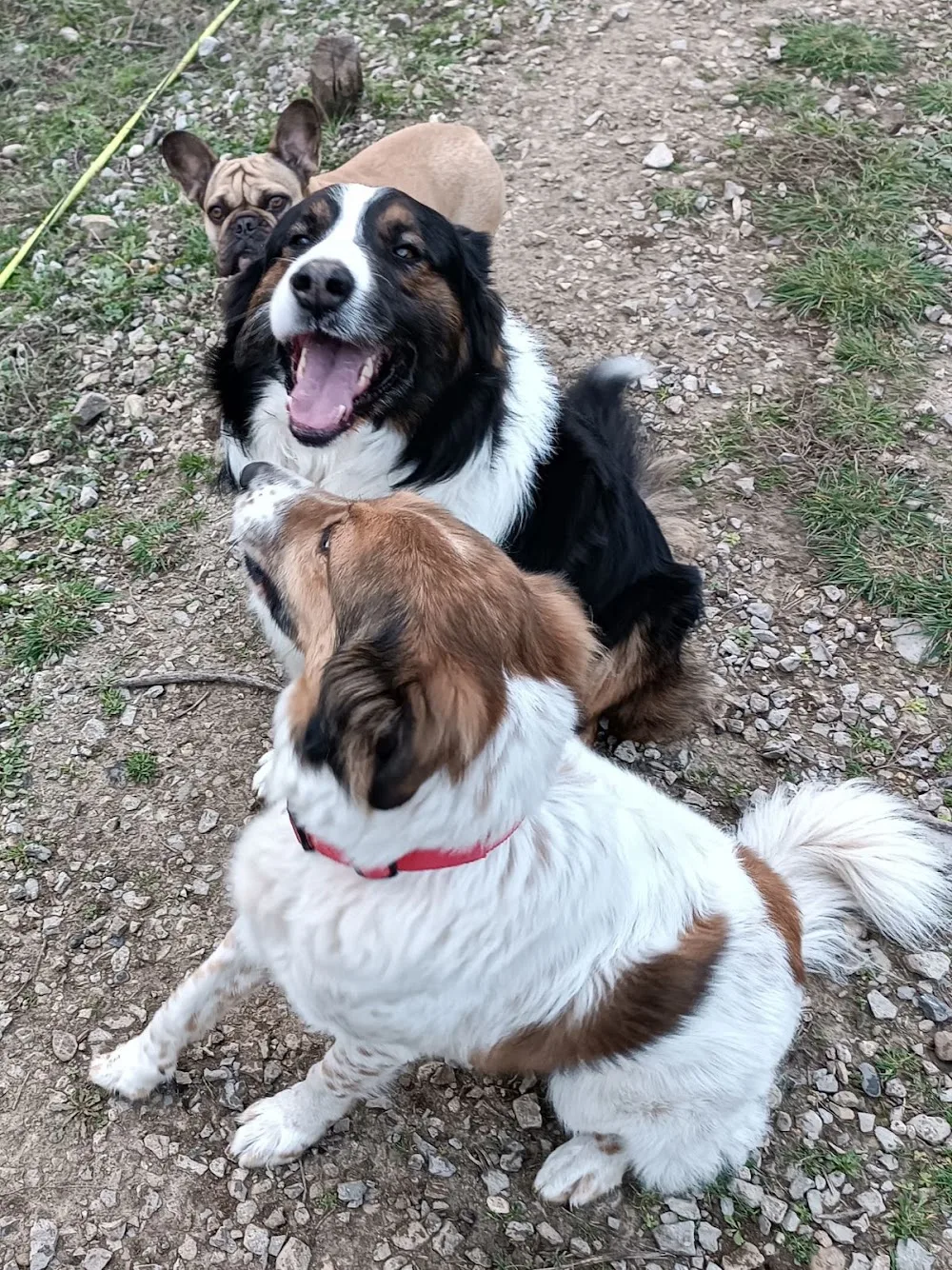 Jecksaw and Co. Garde de chiens - Ardèche pet otel görseli 3