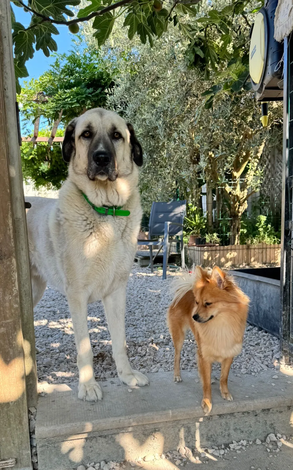 Noun'Animaux Services - Ardèche pet otel