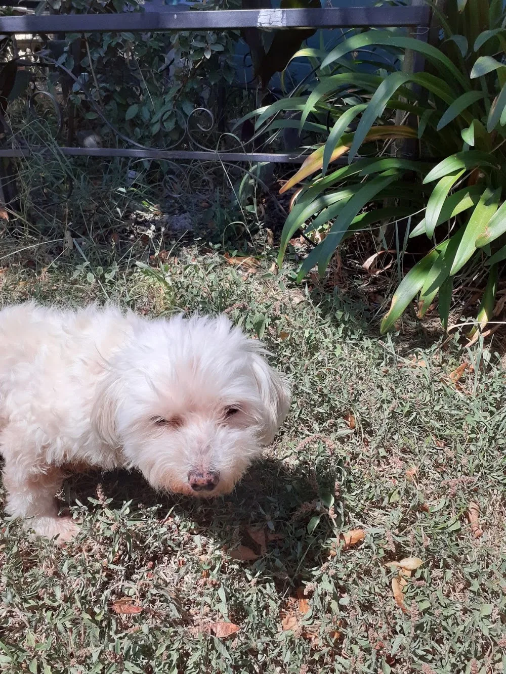 Pension Canine des Andran - Ardèche pet otel görseli 2