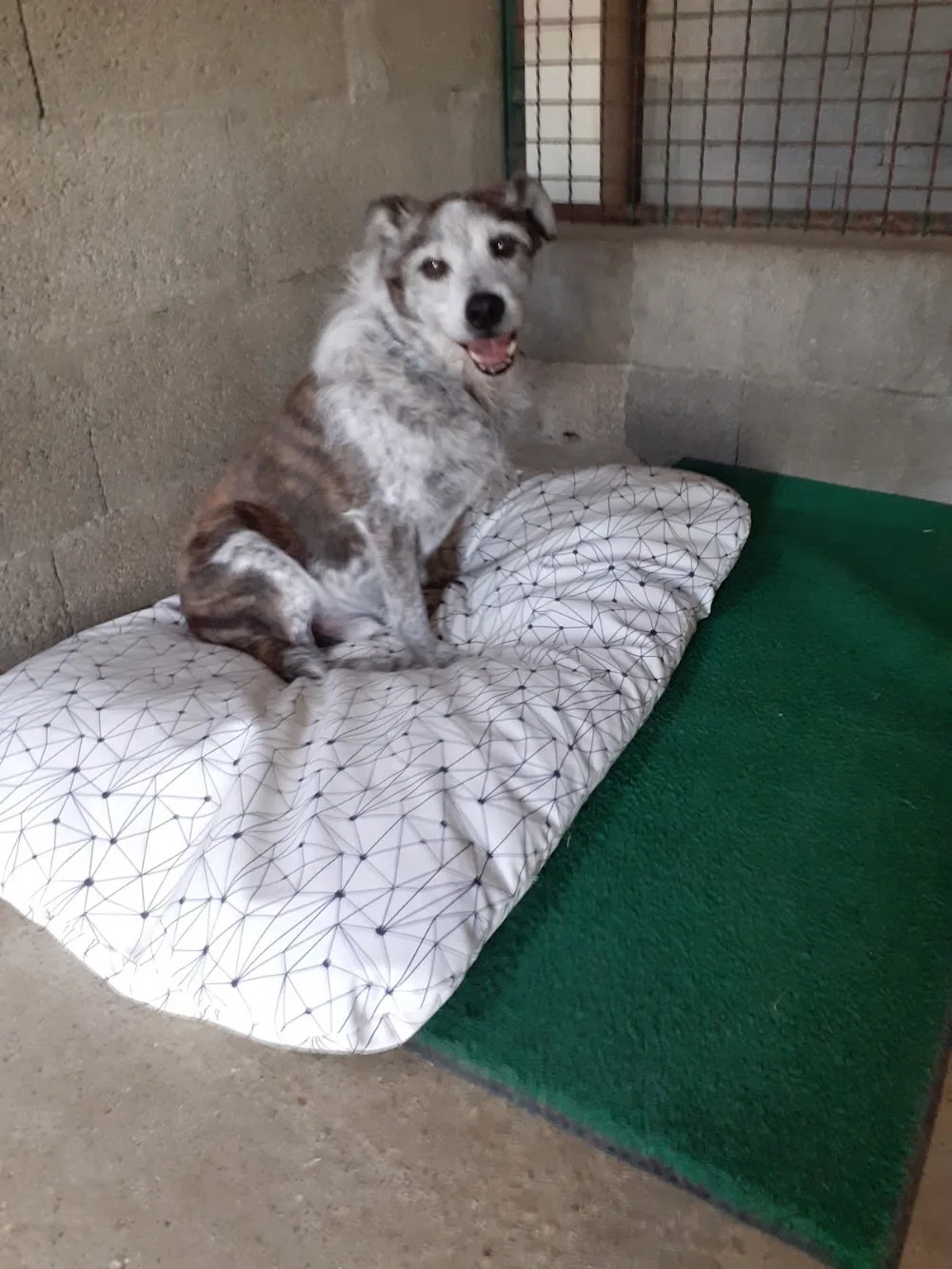 Pension Canine des Andran - Ardèche pet otel görseli 3