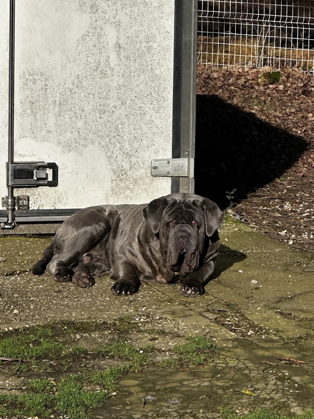 Pension canine des Taravas - Ardèche pet otel görseli 3
