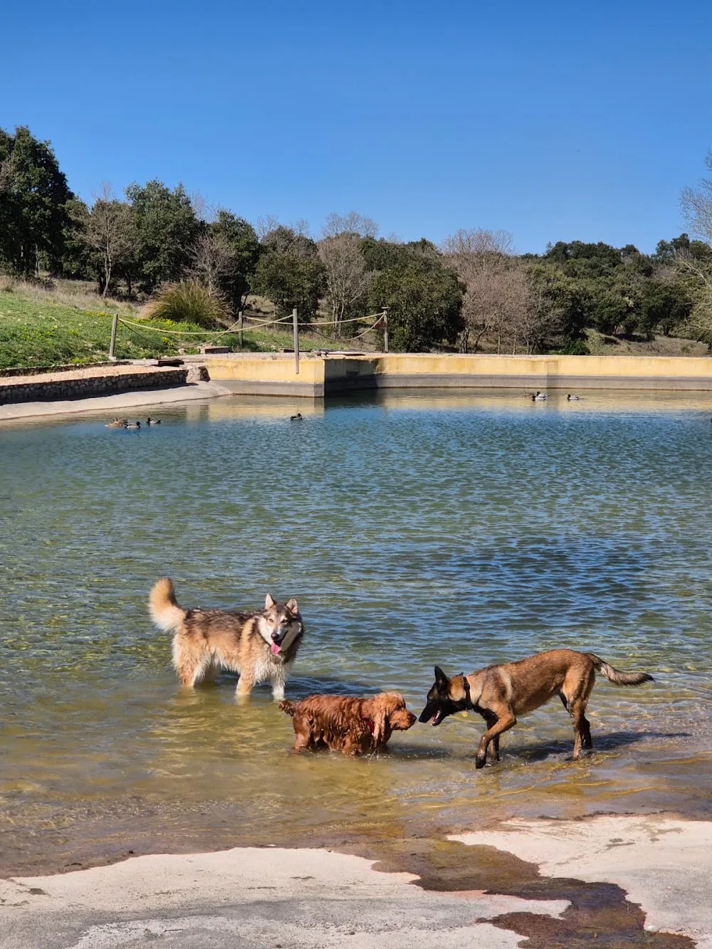 PENSION CANINE DU VALAT DE PERRET - Ardèche pet otel görseli 3
