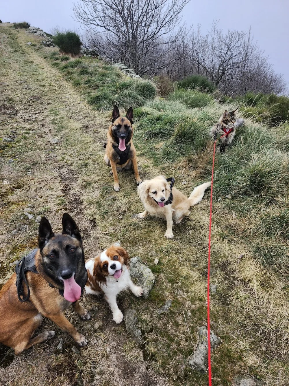 Pension canine espace canin ardechois - Ardèche pet otel