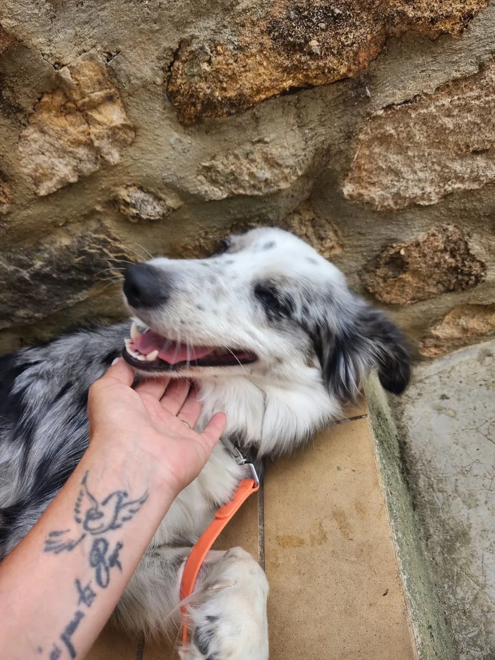 Pension canine espace canin ardechois - Ardèche pet otel görseli 3