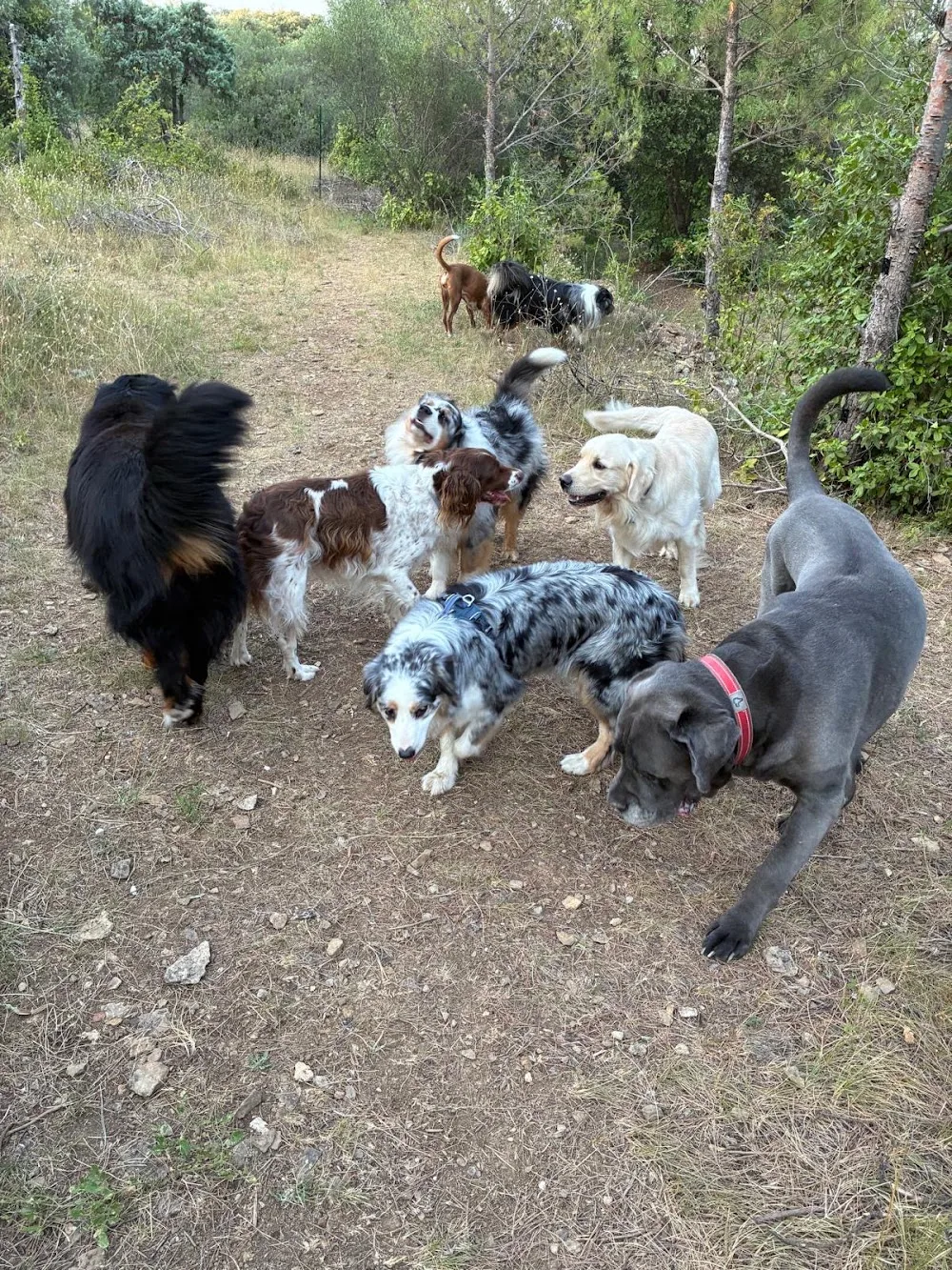 Pension Canine Tanguy - Ardèche pet otel görseli 3