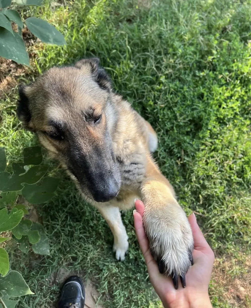 Pension chiens à Pierrelatte (26) - DES TERRES D’HARMONY - Ardèche pet otel görseli 2