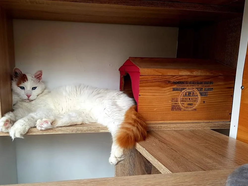 Pension "Mon Chat" - Ardèche pet otel