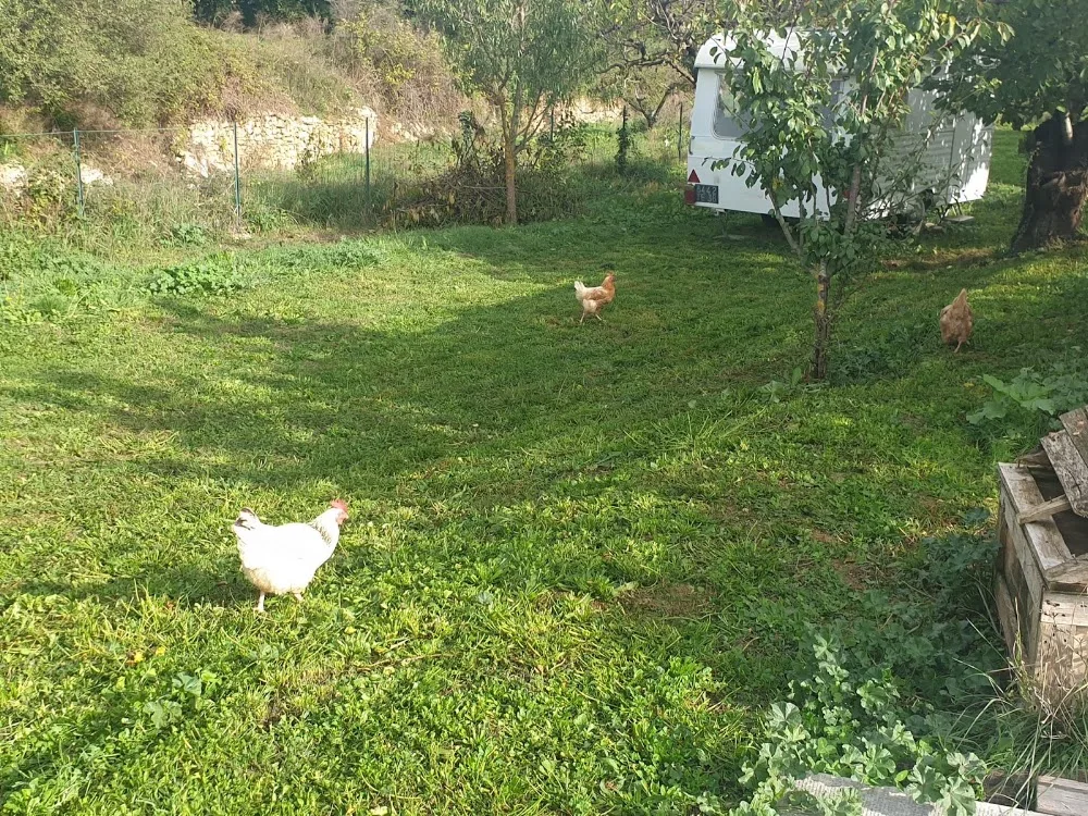 Pension "Mon Chat" - Ardèche pet otel görseli 3