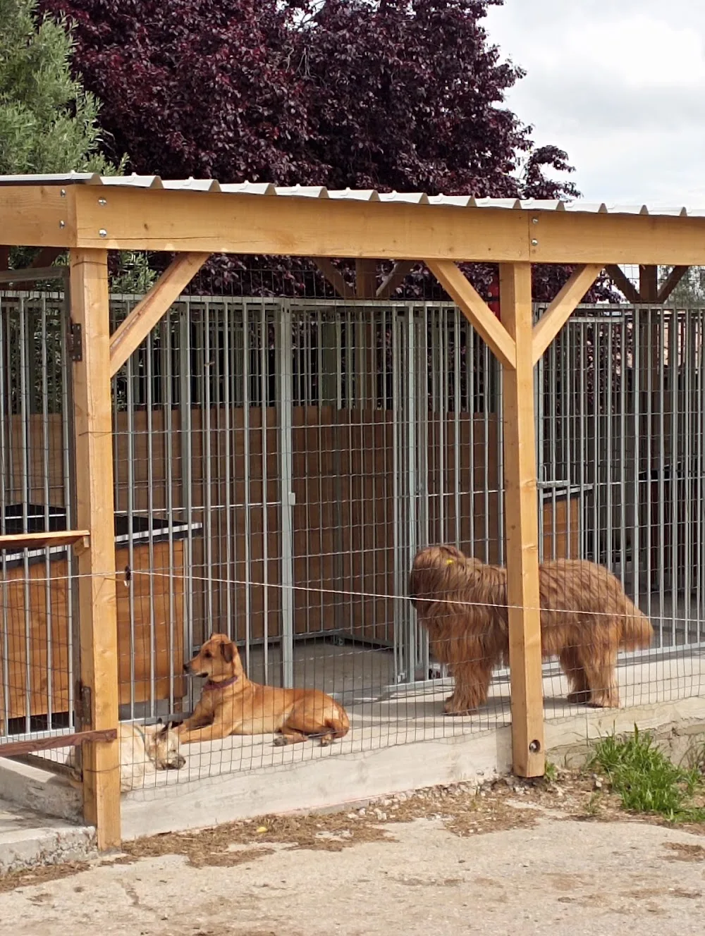 "Toutou va bene" - Ardèche pet otel görseli 3