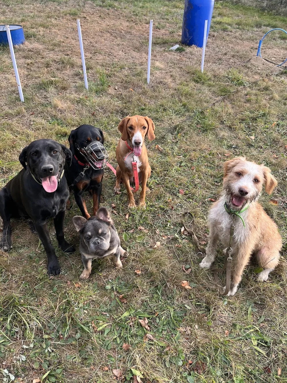 étho'dog - Ardennes pet otel