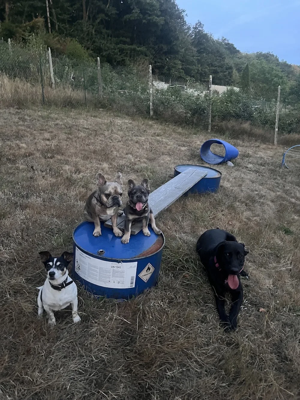 étho'dog - Ardennes pet otel görseli 3