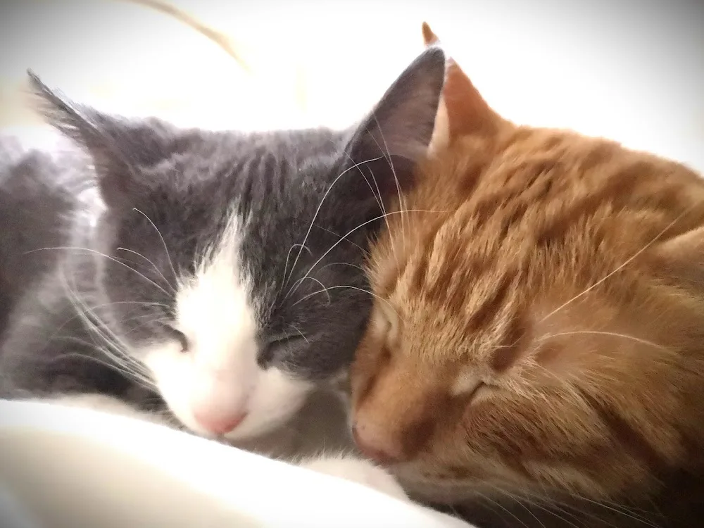 Le chat, l'heureux - Ardennes pet otel