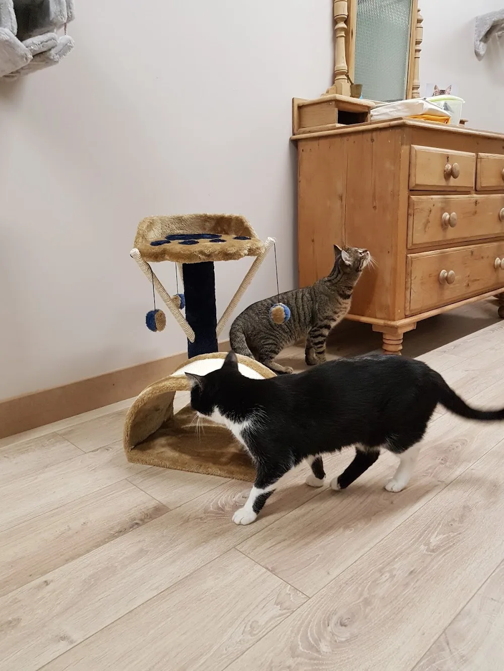 Pattenrond & Cie - Ardennes pet otel görseli 3