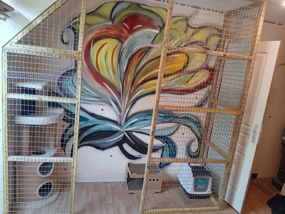 Suztakowski Émilie pension féline - Ardennes pet otel görseli 3