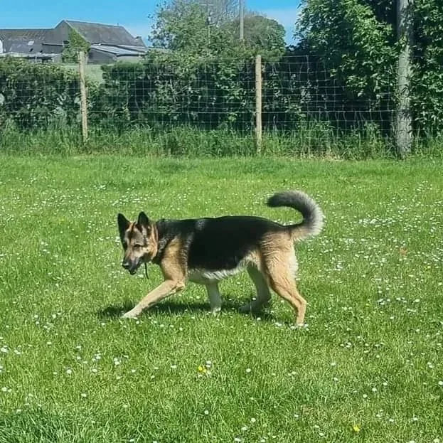 Balieys Pad Boarding Kennels - Ards and North Down pet otel