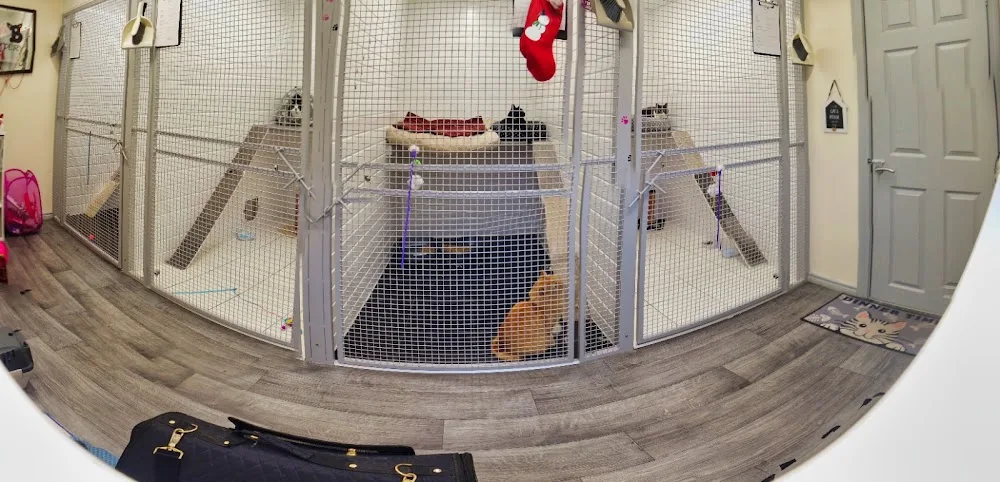 Bonnie B's Cattery - Ards and North Down pet otel