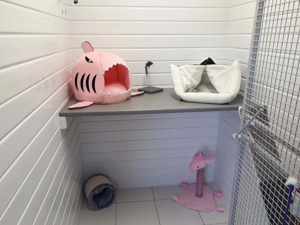 Bonnie B's Cattery - Ards and North Down pet otel görseli 3