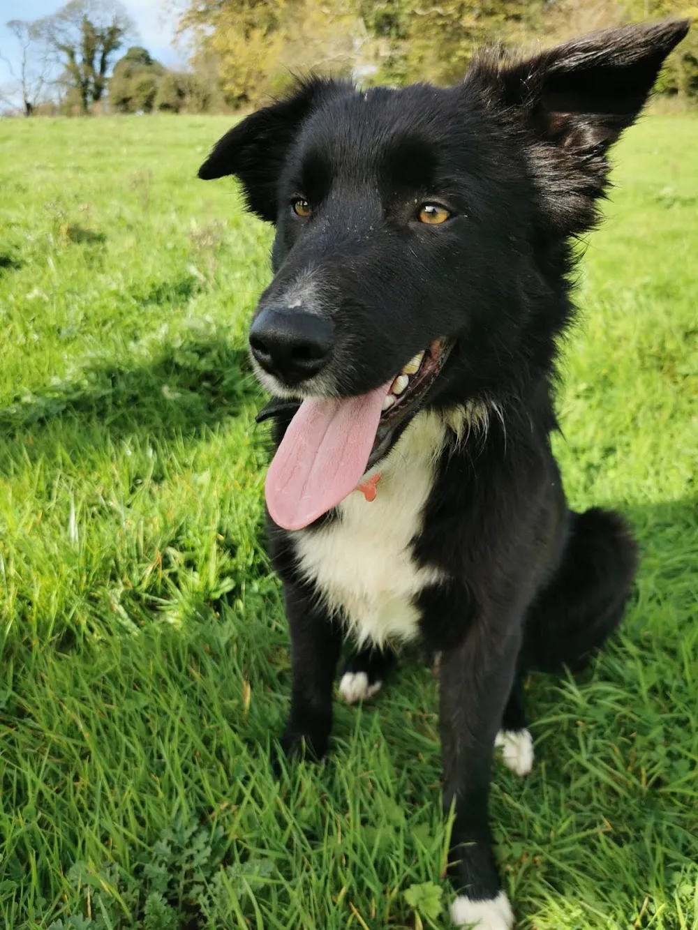 Corran Kennels - Ards and North Down pet otel