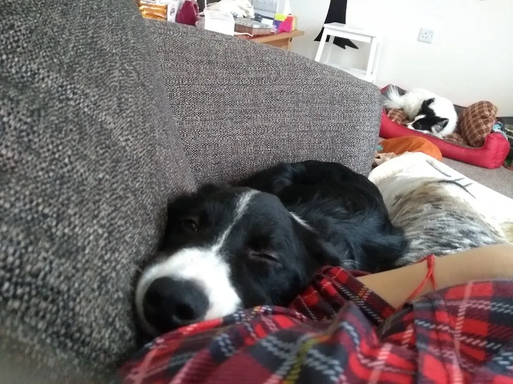 Corran Kennels - Ards and North Down pet otel görseli 3