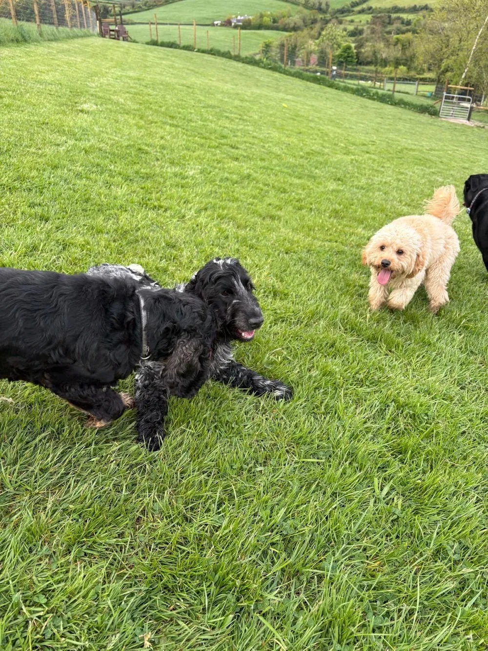 Doggie Digs - Ards and North Down pet otel