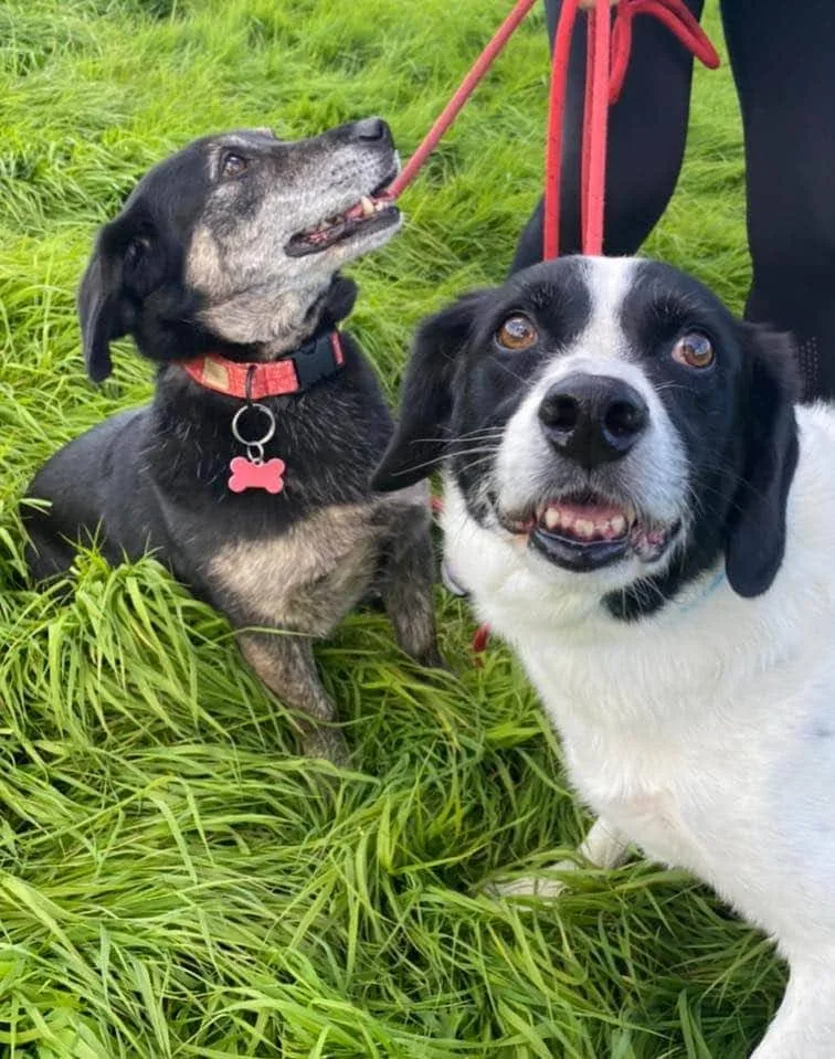 Dogwood Pet Resort - Ards and North Down pet otel