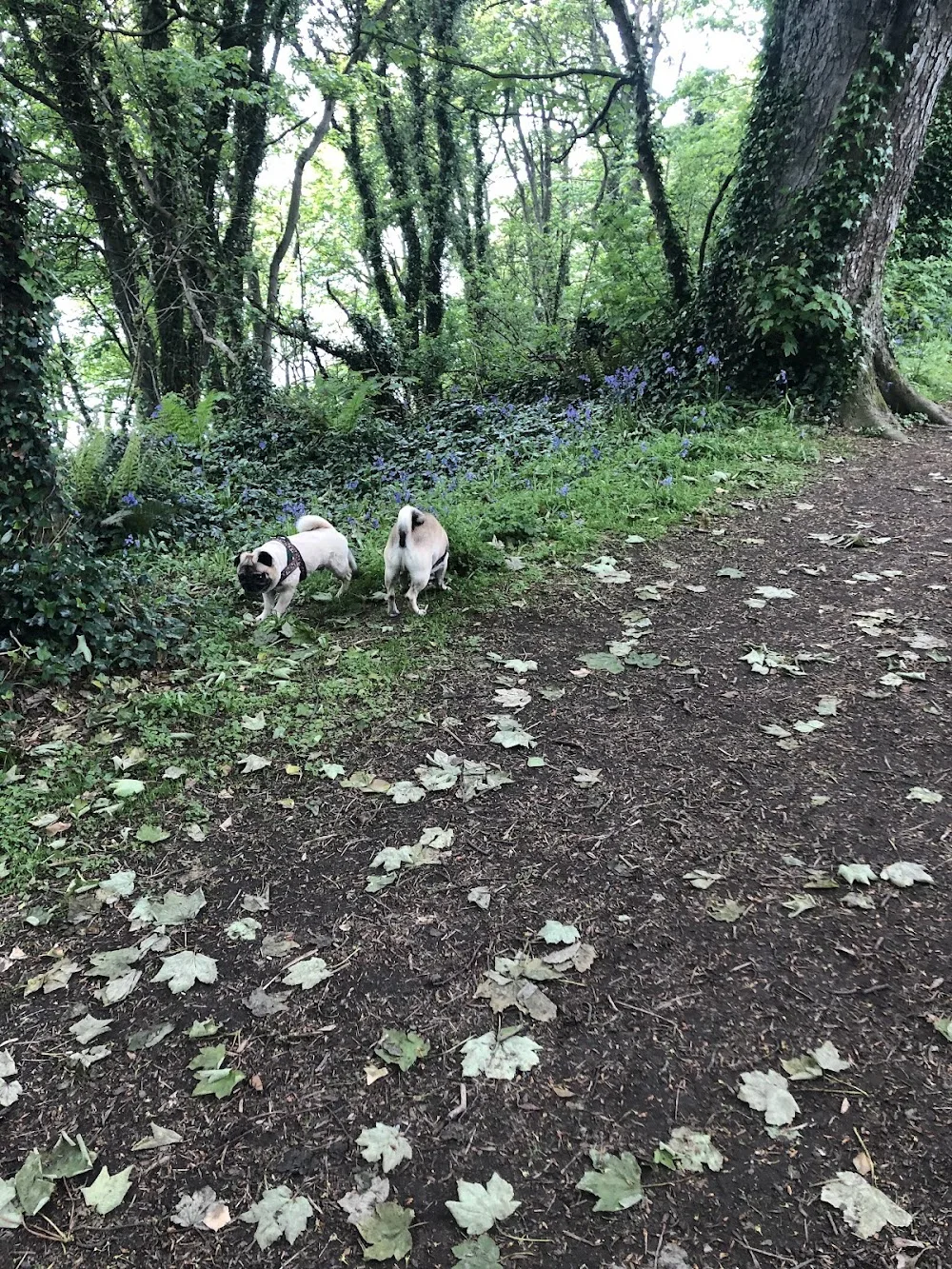 Jacobs House Dog Home Boarding Kennels Ards Peninsula Northern Ireland - Ards and North Down pet otel görseli 3